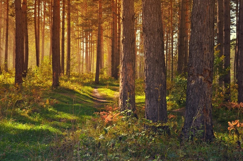 Sunlight in Forest